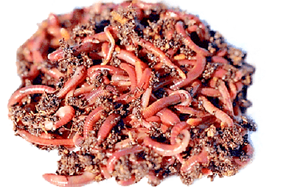 Live Dillies Baby Nightcrawler Worms Fish Pet Food Earthworm amp; Fishing Bait BULK $11.07