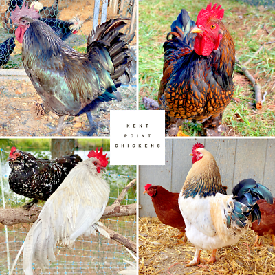 #ad #ad 10 Custom Select Chicken Hatching Eggs You Choose See Description for Breeds $20.00