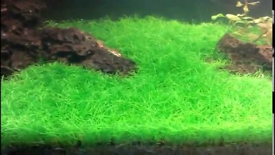 #ad #ad 3 Dwarf Hairgrass Eleocharis Parvula Live Aquarium Plants BUY 2 GET 1 FREE $12.79