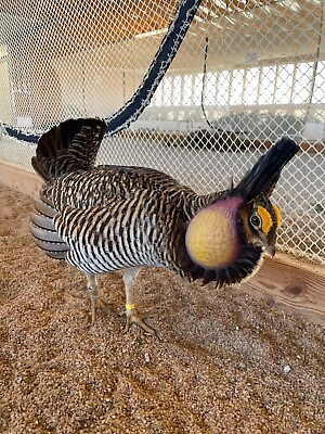 #ad #ad greater prairie chicken. 4 eggs limited $190.00