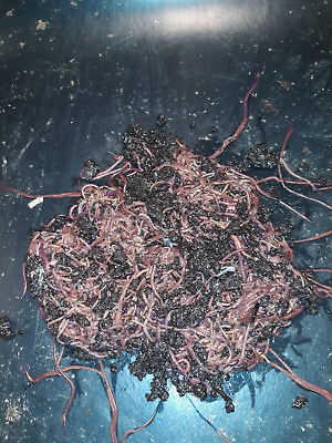 #ad #ad 🐛100 Red Wiggler Composting Worms Fresh and Ready To Ship🐛Live $18.97